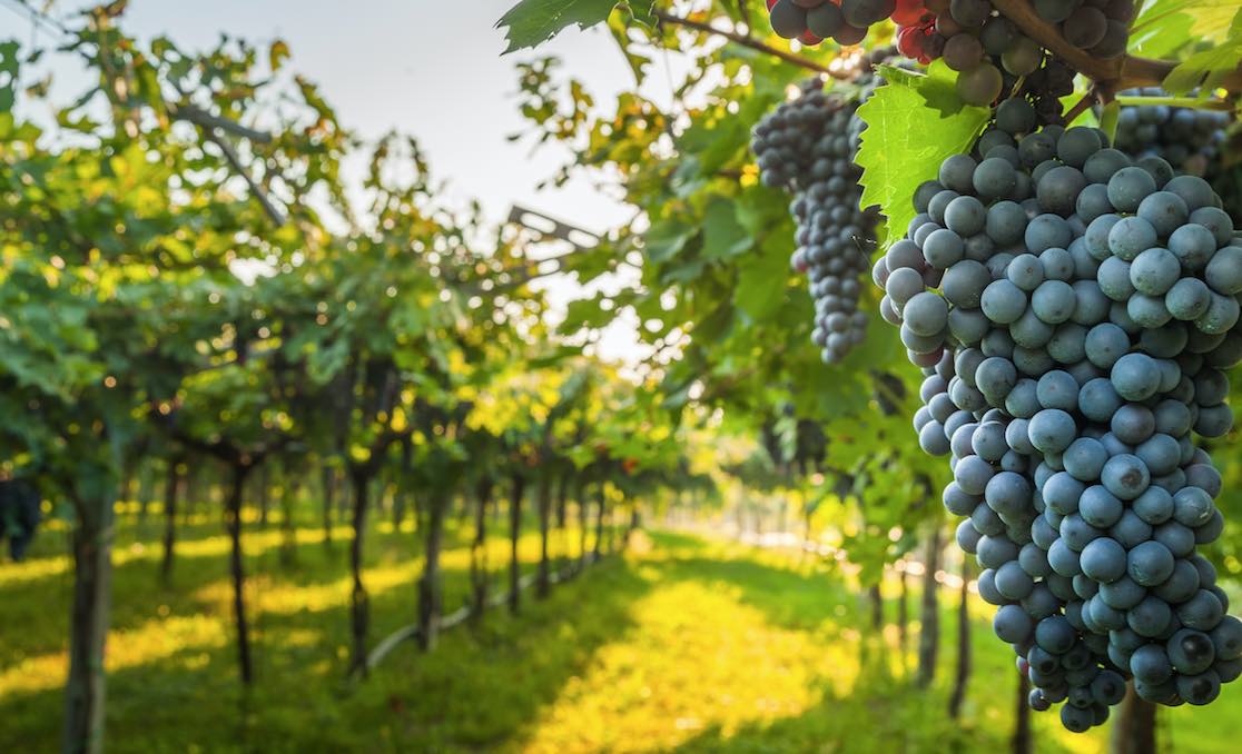 WINES